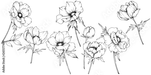 Vector Anemone floral botanical flowers. Black and white engraved ink art. Isolated anemone illustration element.