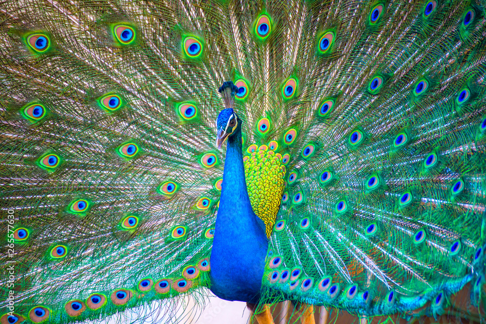 Obraz premium Portrait of beautiful peacock with it feathers out