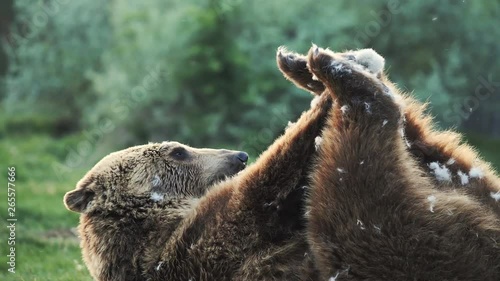 brown bear in the zoo