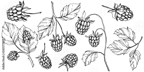 Vector Raspberry healthy food isolated. Black and white engraved ink art. Isolated berries illustration element.