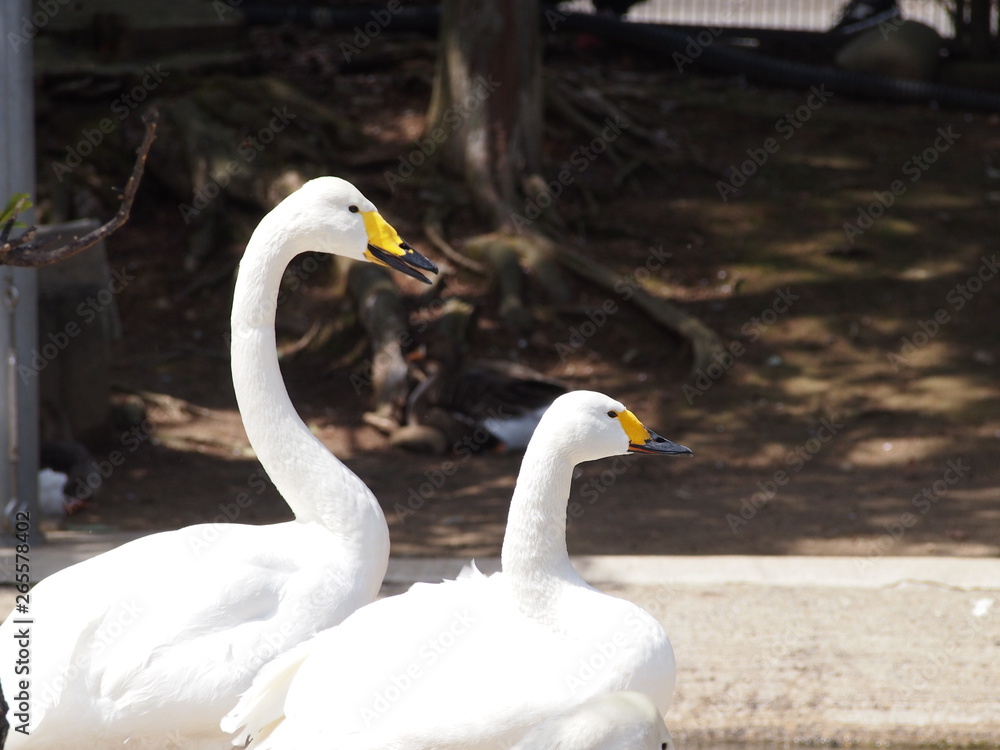 Obraz premium 白鳥