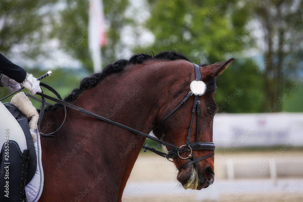Horse with rider in dressage tournament, photographed in portraits from diagonally behind..