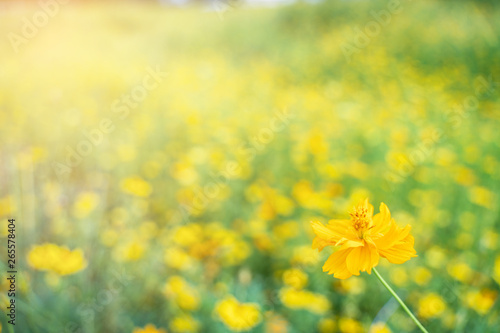 beautiful yellow flower garden