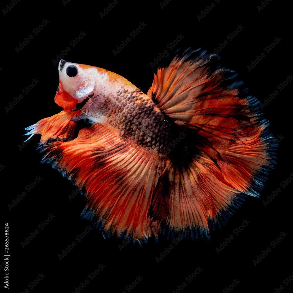 Fototapeta premium Betta fish Fight in the aquarium