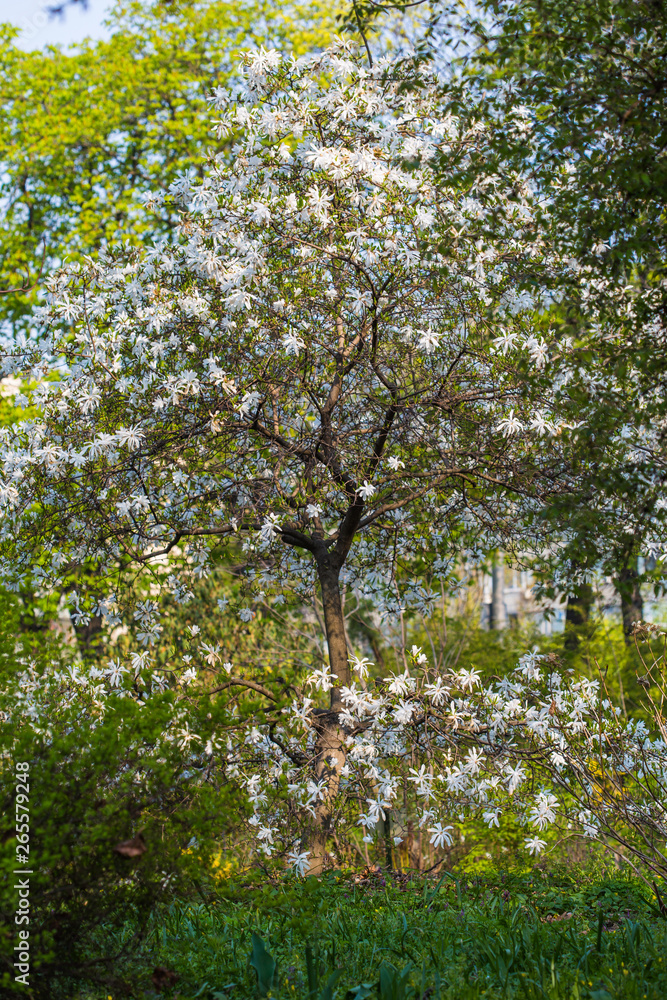 Obraz premium Blooming star magnolia (magnolia stellata) in the botanical garden. Translation of the word on nameplate: