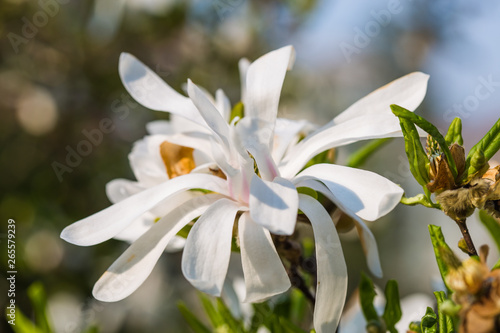 Blooming star magnolia  magnolia stellata  in the botanical garden. Translation of the word on nameplate   Star magnolia. East Asia 