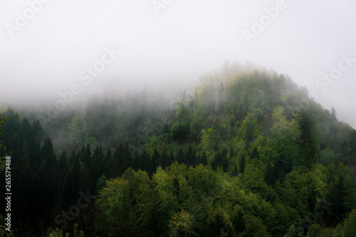 Hill with forest