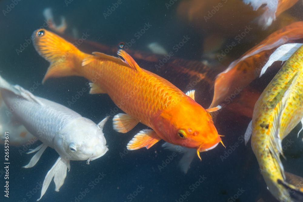Fancy carp swimming in a pond. Fancy Carps Fish or Koi Swim in Pond, Movement of Swimming and Space. Fancy carp swimming in a pond. Fancy Carps Fish or Koi Swim in Pond, Movement of Swimming and Space.