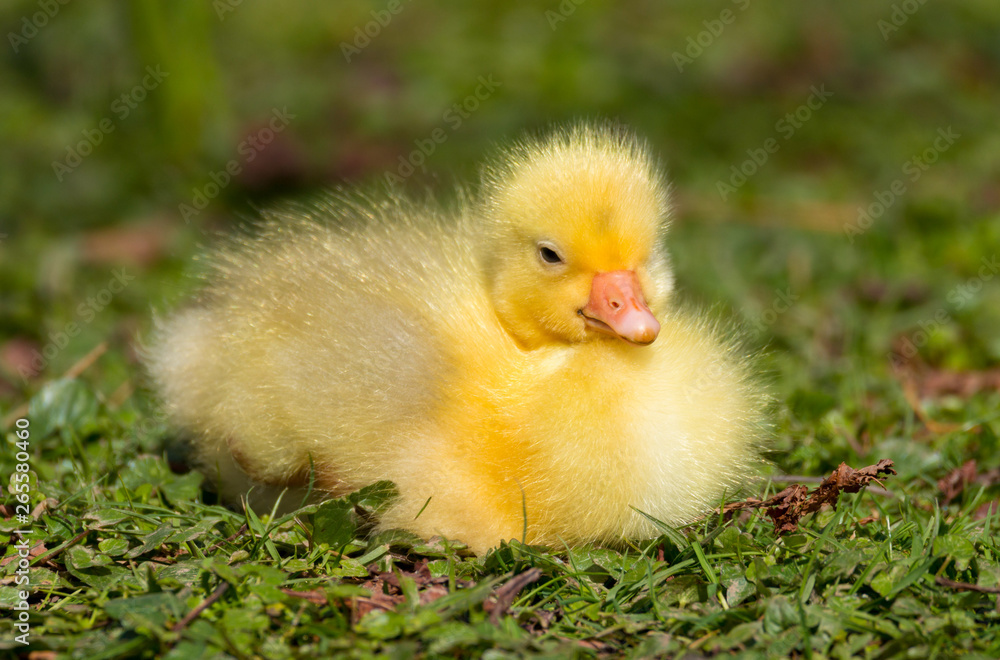 A beautiful cute baby fluffy yellow gosling resting by the side of a lake in the spring sunshine. Taken in Cardiff, South Wales, UK A beautiful cute baby fluffy yellow gosling resting by the side of a lake in the spring sunshine. Taken in Cardiff, South Wales, UK