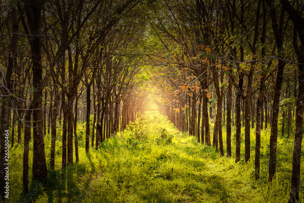Obraz premium Rubber tree plantation green leaves background. Rubber tree is popular tree for agriculture in south of Thailand