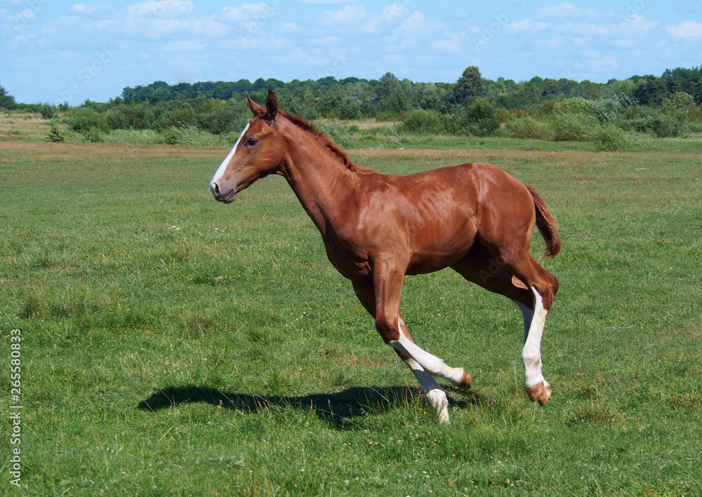 The chestnut foal with white legs gallops on a meadow The chestnut foal with white legs gallops on a meadow