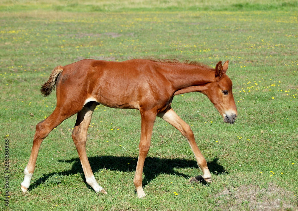 Fototapeta premium The chestnut foal widely walks on a green lawn
