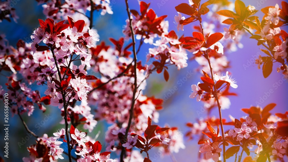 fruit trees are blooming in spring fruit trees are blooming in spring
