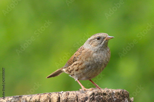 A British bird Dunnock (Prunella modularis) perched on a branch. Taken at Forest Farm Nature Reserve, Cardiff, South Wales, UK 