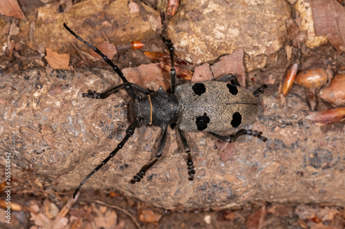 Morinus funereus (Endangered beetle Morinus funereuson forest floors) photo