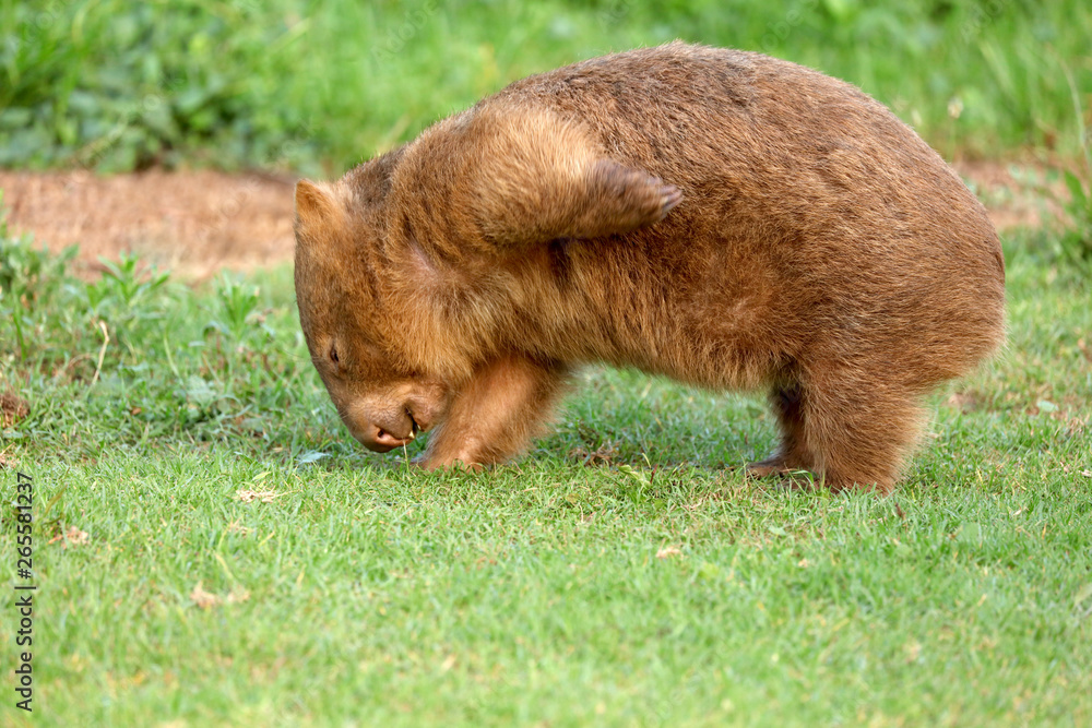 Wombat beim Grasen