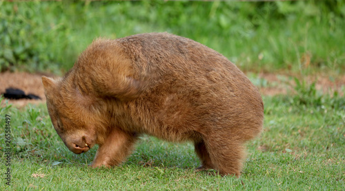 Wombat beim Grasen