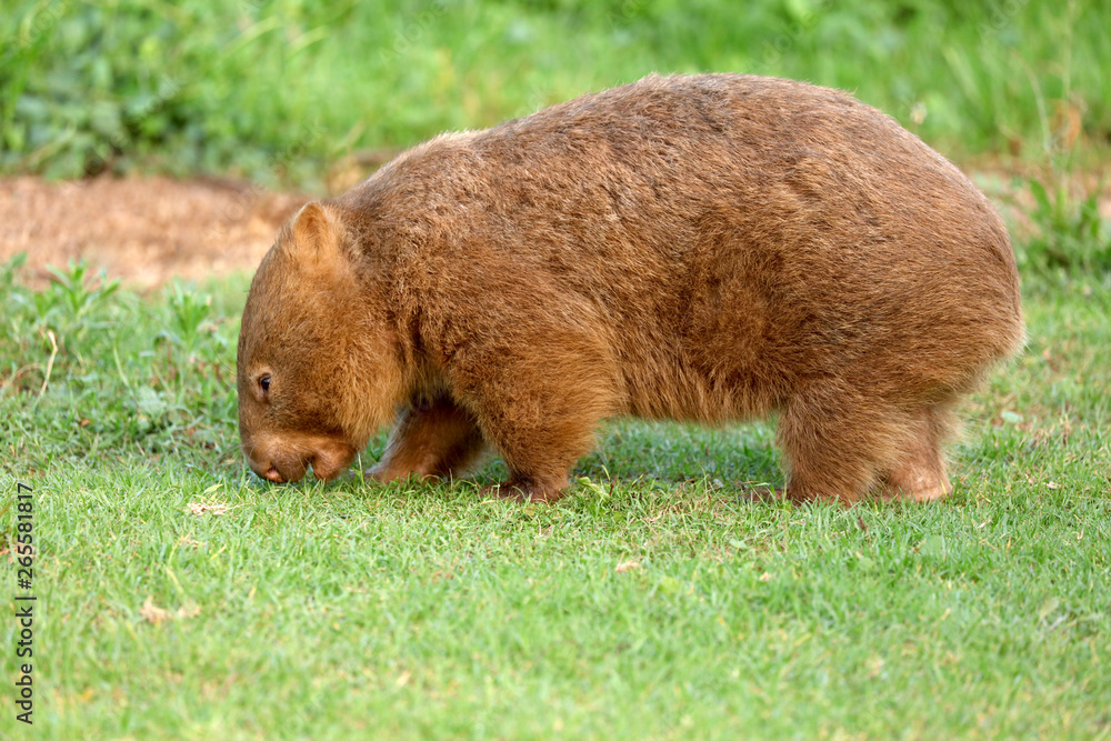 Wombat beim Grasen Wombat beim Grasen