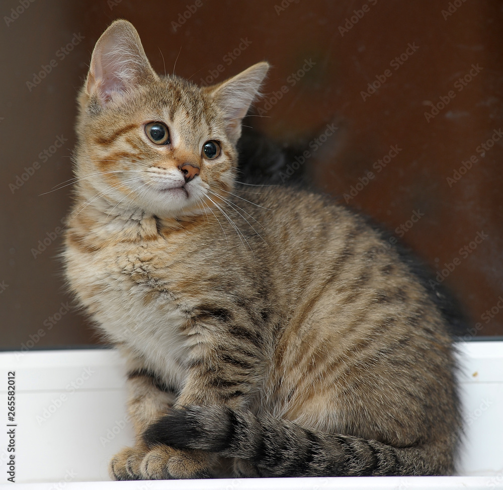cute striped sitting kitten portrait