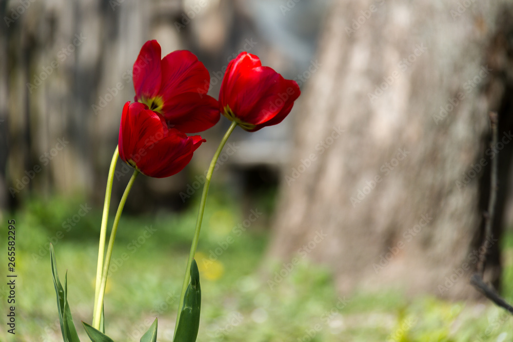 Photo of a flower on a background of blurry tulips Photo of a flower on a background of blurry tulips