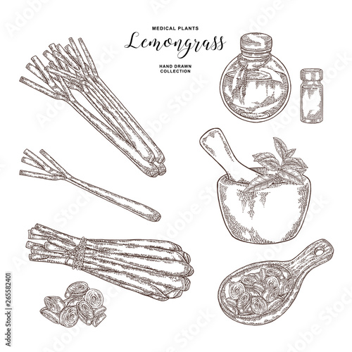 Lemongrass plant set. Hand drawn lemongrass bunch, mint leaves, wooden spoon and glass bottles of essential oil. Vector illustration vintage.