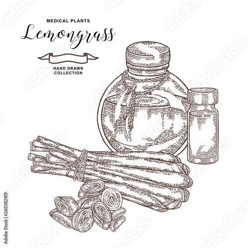 Lemongrass plant isolated on white background. Hand drawn set of lemongrass leaves, slices and glass bottles. Vector illustration vintage.