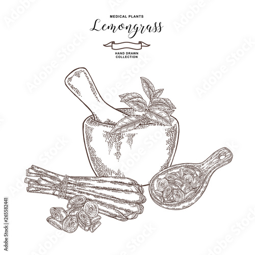 Hand drawn lemongrass bunch, mortar with fresh mint and wooden spoon. Vector illustration vintage.