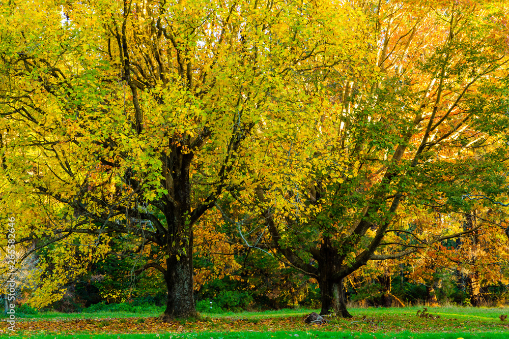 Fototapeta premium Kolory jesieni