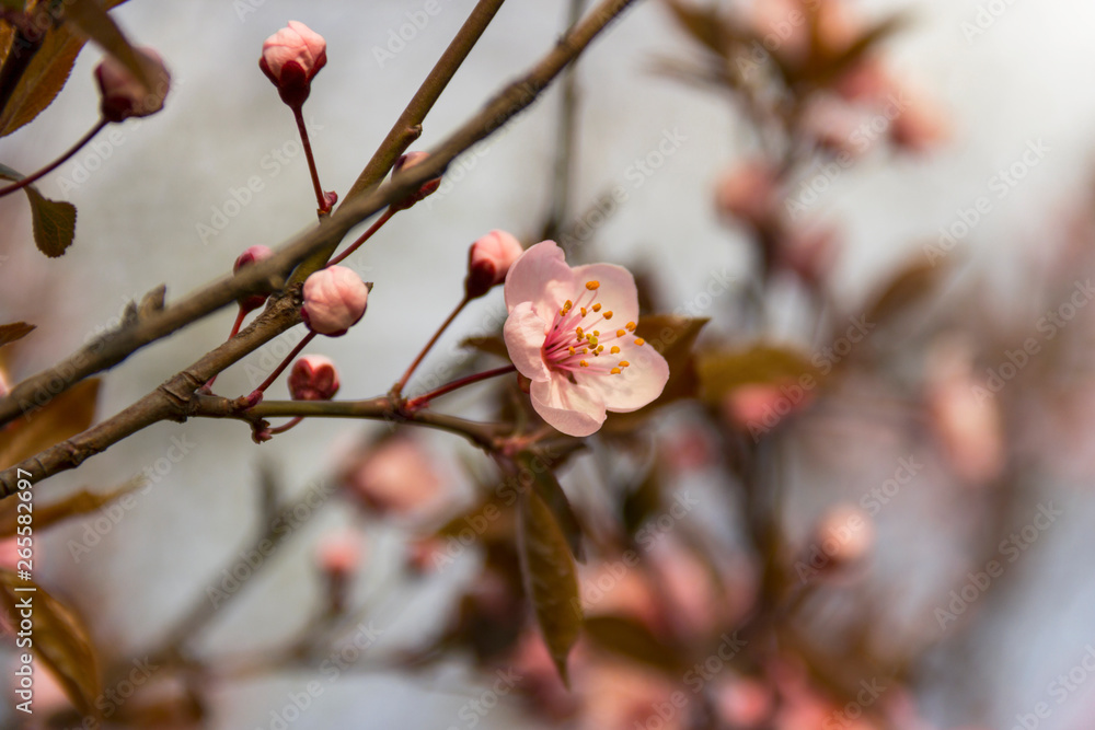 Beautifully сherry flowers closeup. Spring flowers. Beautifully сherry flowers closeup. Spring flowers.