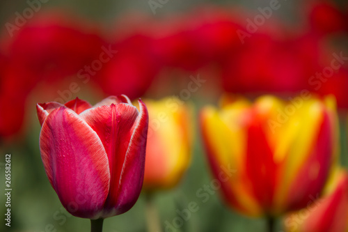 Photo of a flower on a background of blurry tulips