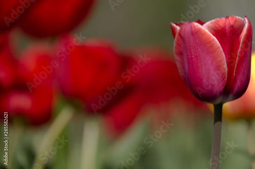 Photo of a flower on a background of blurry tulips