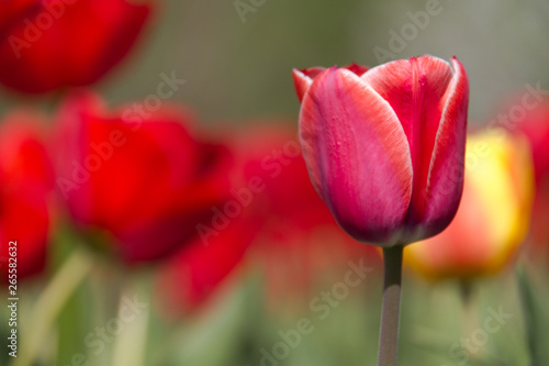Photo of a flower on a background of blurry tulips