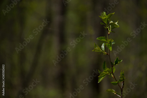 A branch of a tree on the background of a blurred forest