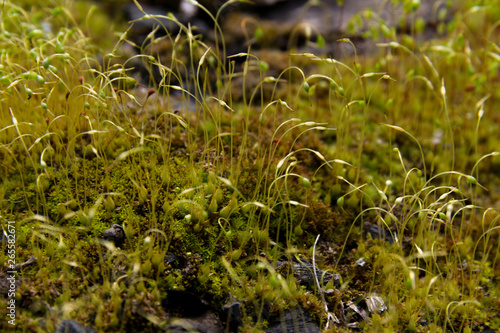 Closeup of young forest moss