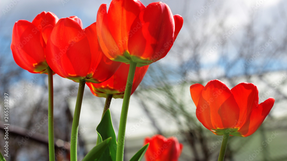 Red tulips growing in the garden. Spring background.