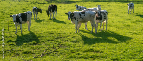 young cows on a spring pasture