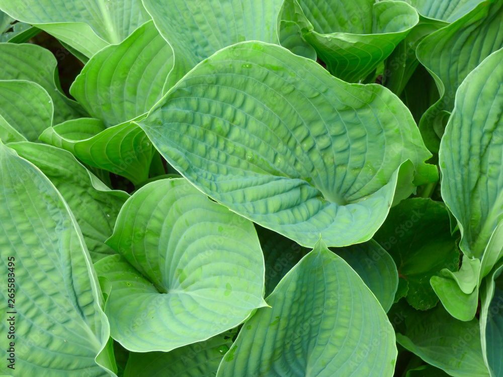 Fresh green leaves of a hosta in spring.  Taken in Cardiff, South Wales, UK