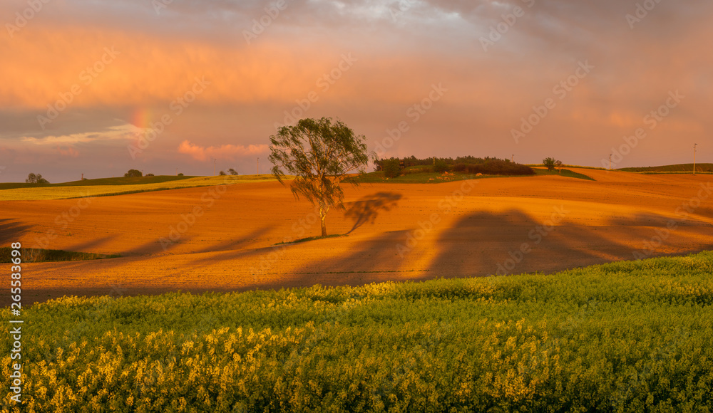 spring field landscape at sunset