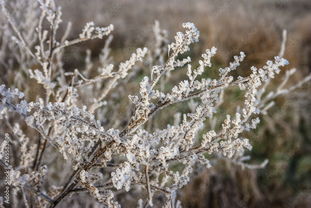 Rime or hoar frost on the branches of a bush on a cold winter morning