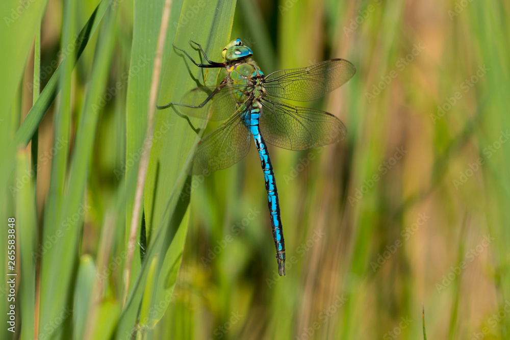 Emperor (Anax imperator) dragonfly perched on a reed in the summer sunshine. Taken at Forest Farm Nature Reserve, Cardiff, South Wales, UK Emperor (Anax imperator) dragonfly perched on a reed in the summer sunshine. Taken at Forest Farm Nature Reserve, Cardiff, South Wales, UK