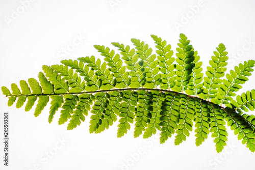 green leaf isolated on the white