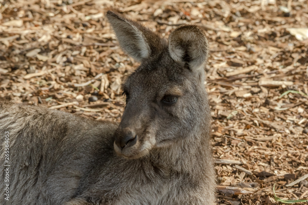 Fototapeta premium Grey Forester Head and Shoulders