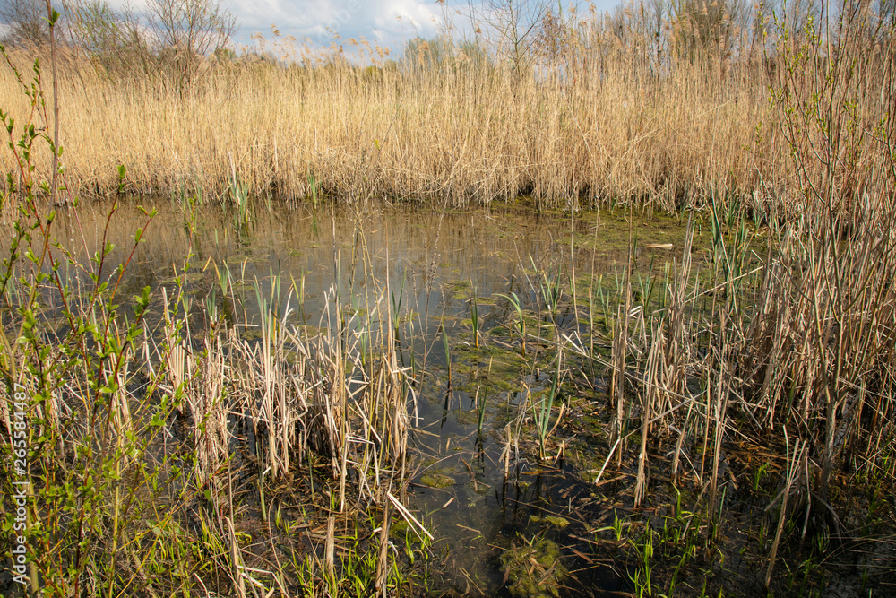 high grass growing out of water high grass growing out of water