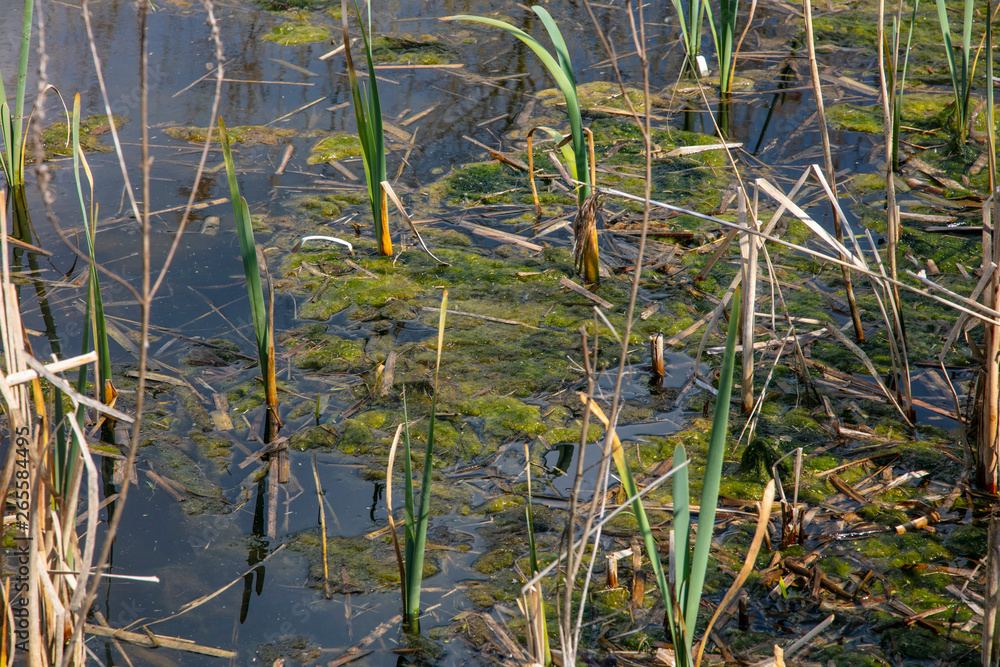 grass growing in a pool grass growing in a pool