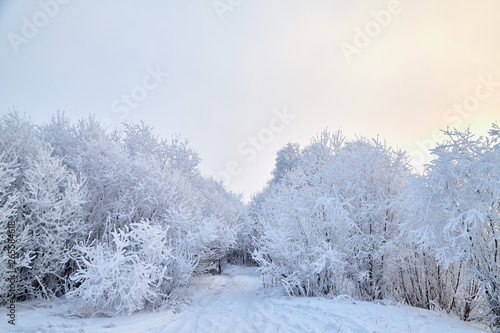 Snowy road among the trees covered with frost on a winter