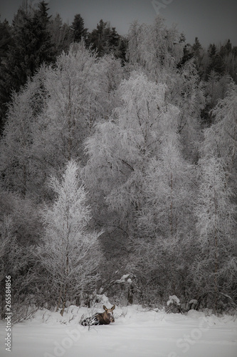 fog in the forest