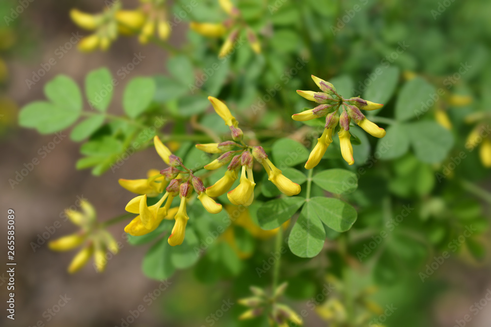 Vetch-like coronilla