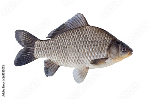 The Prussian carp, silver Prussian carp or Gibel carp  isolated on a white background photo