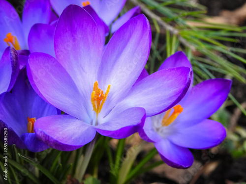 Detailed view of violet pink crocus on a sunny day in late winter, close-up.