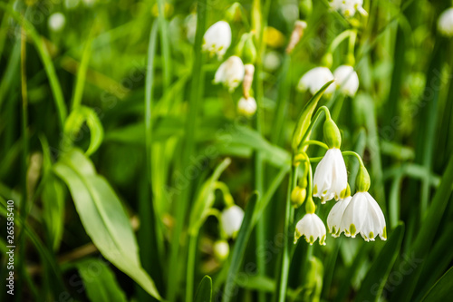 White flowers and green leaves of lily of the valley